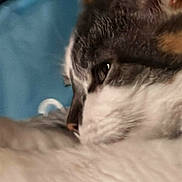 Charlotte is registered to the contest to win money with this photo: animal, bed, blanket, cat, close_up, cozy, cute, domestic_animal, ear, feline, fur, indoor, mammal, nose, pet, relaxed, rest, sleeping, soft, whiskers