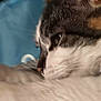 animal, bed, blanket, cat, close_up, cozy, cute, domestic_animal, ear, feline, fur, indoor, mammal, nose, pet, relaxed, rest, sleeping, soft, whiskers