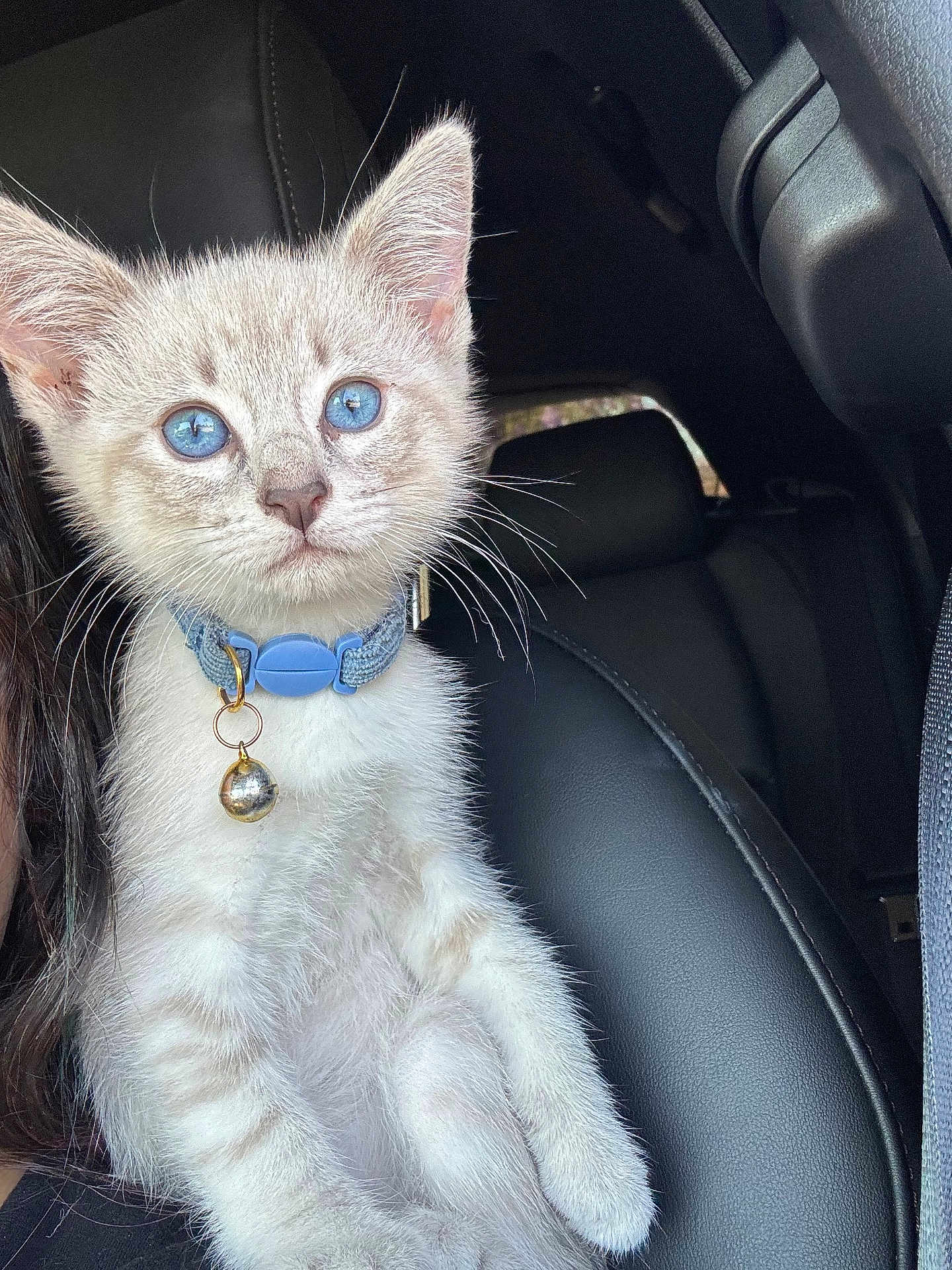 Piper joined the competition — help win amazing prizes! kitten, cat, blue_eyes, collar, bell, pet, feline, car_interior, car_seat, leather_seat, whiskers, portrait, close_up, fluffy, young, domestic_cat, passenger, looking_up, cute, indoor