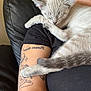 Piper is registered to the contest to win money with this photo: cat, kitten, sleeping, paw, tail, arm, tattoo, person, human_arm, black_shirt, leather_couch, fur, cozy, nap, indoor, pet, domestic_animal, close_up, resting, cute