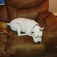 Luna joined the competition — help win amazing prizes! dog, white_dog, brown_dog, recliner, furniture, indoor, pet, canine, resting, couch, collar, floor, wood_floor, brown, relaxing, domestic_animal, animal, laying_down, two_dogs, cozy