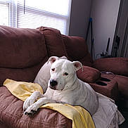 Luna joined the competition — help win amazing prizes! blanket, blinds, couch, cozy, dog, ears, furniture, indoor, living_room, lounging, muzzle, paws, pet, pillow, portrait, recliner, relaxed, staring, white_dog, window