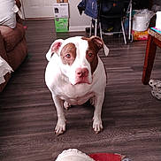 Leah is registered to the contest to win money with this photo: attentive, box, brown_and_white, casual, chair, coat, couch, dog, domestic, floor, furniture, household_items, indoor, living_room, person_leg, pet, plastic_bag, shoe, sitting, wooden_floor