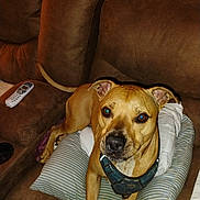 Noah joined the competition — help win amazing prizes! dog, brown_couch, pillow, remote_control, indoor, pet, canine, tan_dog, harness, furniture, living_room, blinds, comfort, looking_at_camera, domestic_animal, resting, household, cozy, closeup, animal