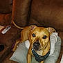 dog, brown_couch, pillow, remote_control, indoor, pet, canine, tan_dog, harness, furniture, living_room, blinds, comfort, looking_at_camera, domestic_animal, resting, household, cozy, closeup, animal