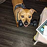 Noah joined the competition — help win amazing prizes! animal, bone_toy, brown_dog, canine, collar, dog, domestic_animal, floor, happy, household, indoor, leash, looking_up, papers, pet, playful, shoes, table, toy, wooden_floor