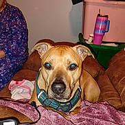 Noah is registered to the contest to win money with this photo: animal, blanket, blue_collar, brown_couch, brown_dog, cozy, cup, dog, furniture, household, indoor, living_room, looking_at_camera, person_partial, pet, relaxed, seated, storage_bin, textile, wall