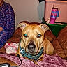 animal, blanket, blue_collar, brown_couch, brown_dog, cozy, cup, dog, furniture, household, indoor, living_room, looking_at_camera, person_partial, pet, relaxed, seated, storage_bin, textile, wall