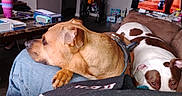 Noah is registered to the contest to win money with this photo: brown_dog, clothing, couch, cup, dog, domestic, indoor, jeans, living_room, paper, person, pet, relaxed, remote_control, resting, sitting, table, television, wheelchair, white_and_brown_dog