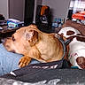 brown_dog, clothing, couch, cup, dog, domestic, indoor, jeans, living_room, paper, person, pet, relaxed, remote_control, resting, sitting, table, television, wheelchair, white_and_brown_dog