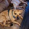 Noah joined the competition — help win amazing prizes! alert, animal, brown, canine, comfort, companion, couch, dog, domestic_animal, floor, furniture, harness, household, indoor, lying_down, pet, relaxed, resting, sleeping, two_dogs