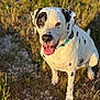 animal, canine, closeup, collar, dalmatian, daytime, dog, friendly, fur, grass, happy, nature, outdoor, pet, playful, sitting, smiling, spotted, sunlight, tongue_out