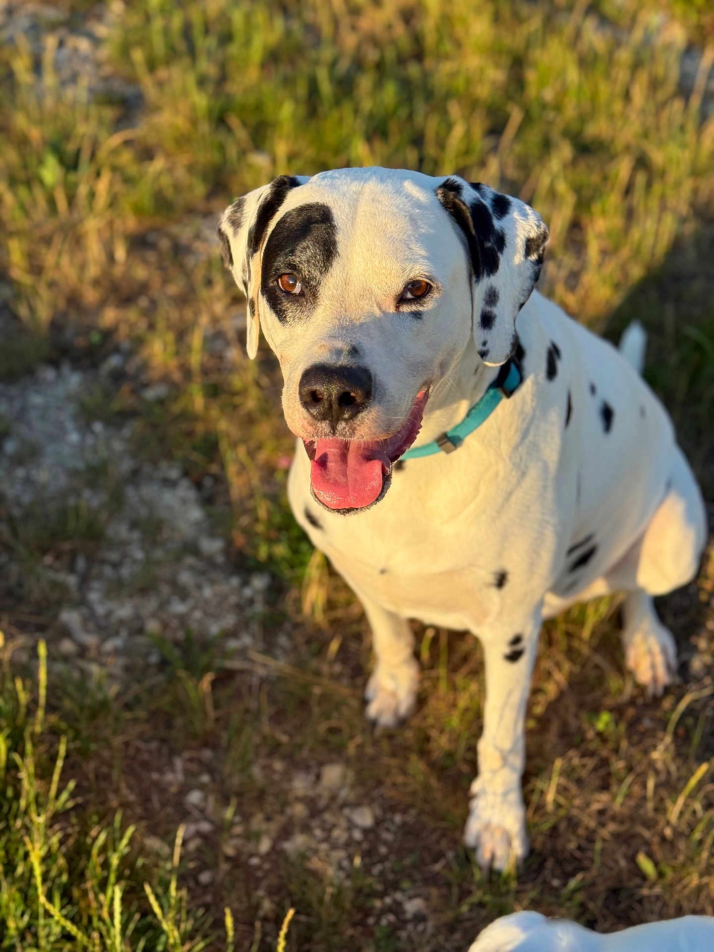 Domino