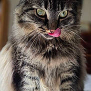Biddy is registered to the contest to win money with this photo: animal, background_blur, cat, closeup, cute, domestic_cat, feline, fluffy, fur, green_eyes, indoor, licking_lips, pet, portrait, quilt, sitting, soft_light, tabby, whiskers, white