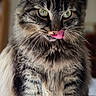 animal, background_blur, cat, closeup, cute, domestic_cat, feline, fluffy, fur, green_eyes, indoor, licking_lips, pet, portrait, quilt, sitting, soft_light, tabby, whiskers, white