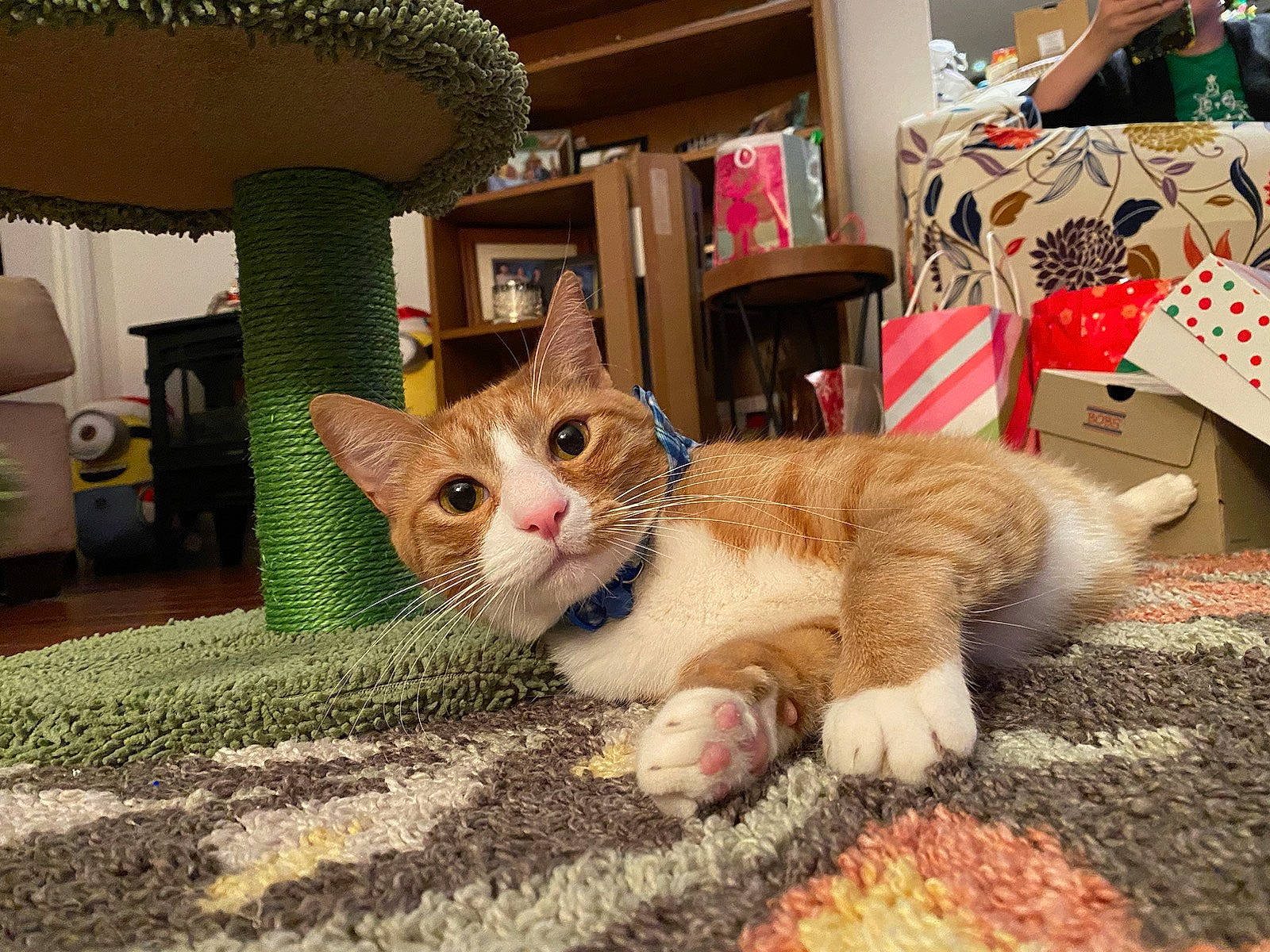 Chucky joined the competition — help win amazing prizes! carnivore, cat, cat_furniture, cat_supply, chair, claw, comfort, domestic_short_haired_cat, eye, fawn, felidae, foot, fur, grass, paw, sitting, small_to_medium_sized_cats, snout, tail, whiskers