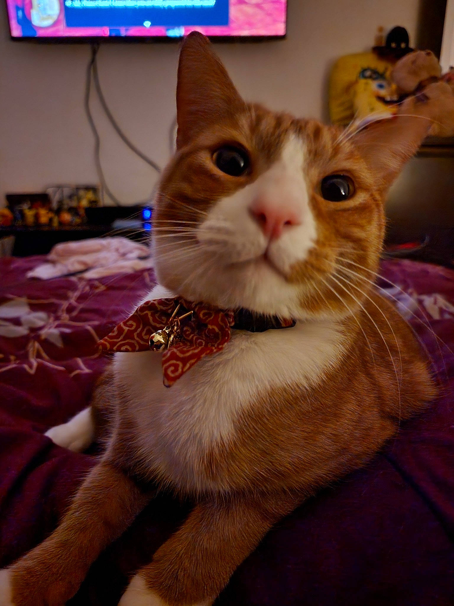 Chucky is registered to the contest to win money with this photo: carnivore, cat, cat_supply, claw, collar, comfort, domestic_short_haired_cat, ear, eyelash, fawn, felidae, fur, linens, paw, pet_supply, photo_caption, picture_frame, small_to_medium_sized_cats, tail, whiskers