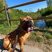 Saïko a rejoint le concours — aidez-le/la à gagner de superbes lots ! dog, bulldog, brown_dog, pet, animal, sitting, tongue_out, open_mouth, collar, leash, outdoor, sunny, pond, water, wooden_fence, countryside, grass, trees, blue_sky, portrait