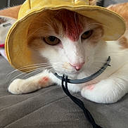 Garfield participe au concours pour gagner de l'argent avec cette photo : cat, orange_cat, white_cat, pet, animal, feline, hat, yellow_hat, costume, fashion, portrait, close_up, whiskers, pink_nose, eyes, couch, indoor, relaxed, collar, playful