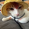 cat, orange_cat, white_cat, pet, animal, feline, hat, yellow_hat, costume, fashion, portrait, close_up, whiskers, pink_nose, eyes, couch, indoor, relaxed, collar, playful