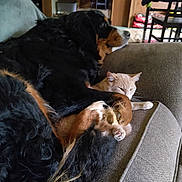 Daisy is registered to the contest to win money with this photo: dog, cat, couch, indoor, pet, cozy, furniture, animal, relaxing, brown, cream, black, fur, paw, living_room, home, companion, resting, curled_up, domestic