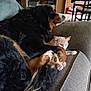 dog, cat, couch, indoor, pet, cozy, furniture, animal, relaxing, brown, cream, black, fur, paw, living_room, home, companion, resting, curled_up, domestic