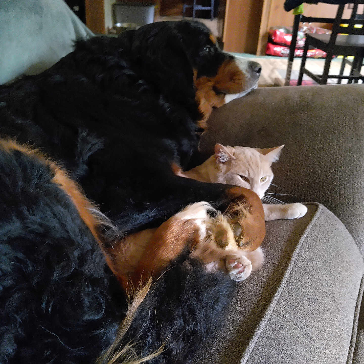 Daisy is registered to the contest to win money with this photo: animal, black, brown, cat, companion, couch, cozy, cream, curled_up, dog, domestic, fur, furniture, home, indoor, living_room, paw, pet, relaxing, resting