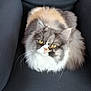 cat, fluffy, yellow_eyes, gray_chair, pet, feline, domestic_cat, sitting, indoor, fur, whiskers, cute, looking_up, relaxed, cozy, animal, mammal, portrait, soft, friendly