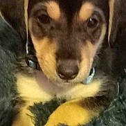 Esse a rejoint le concours — aidez-le/la à gagner de superbes lots ! accessories, animal, ball, beagle, canine, chihuahua, cockerspaniel, collar, dog, hound, husky, labradorretriever, person, pet, puppy, sleeping, snout, sport, tennis, tennisball