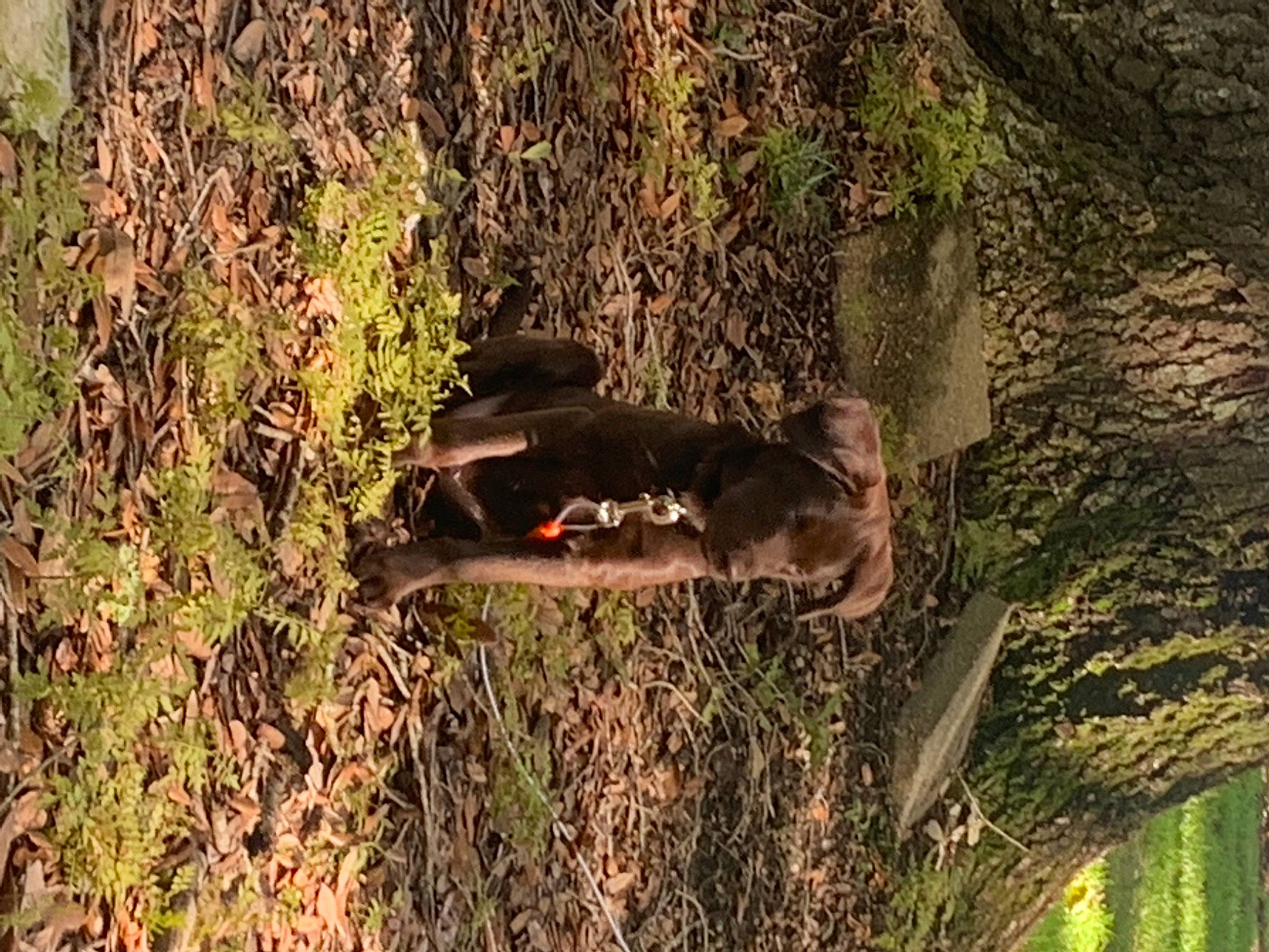 Axel is registered to the contest to win money with this photo: adaptation, branch, carnivore, fawn, forest, grass, grass_family, natural_environment, nature_reserve, organism, plant, sporting_group, tail, terrestrial_animal, terrestrial_plant, tree, trunk, twig, vegetation, wood