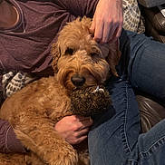 Jax is registered to the contest to win money with this photo: dog, golden_doodle, toy, person, hand, jeans, shirt, couch, blanket, furry, pet, indoor, relaxed, cozy, comfort, brown, casual, holding, animal, snuggling