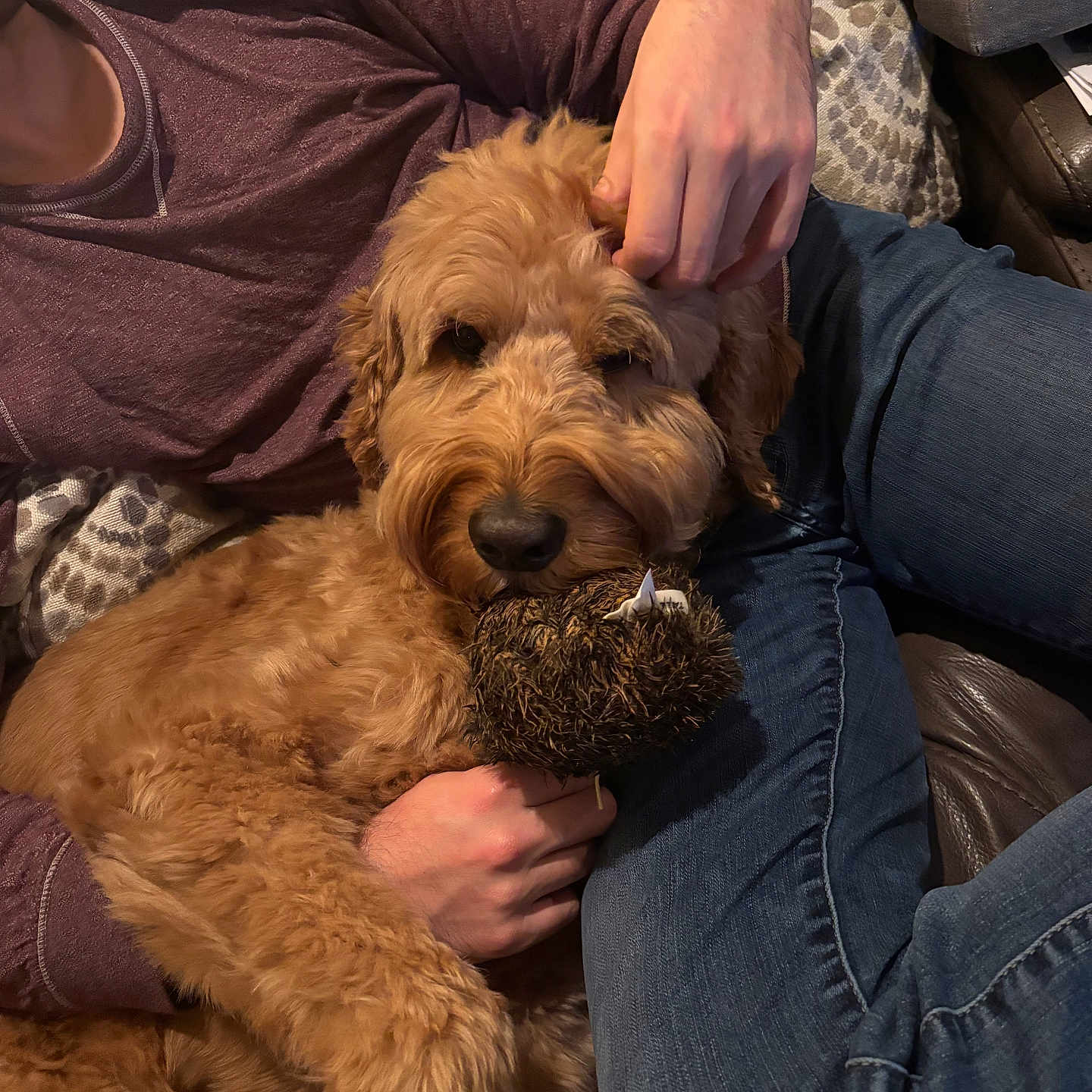 Jax is registered to the contest to win money with this photo: animal, blanket, brown, casual, comfort, couch, cozy, dog, furry, golden_doodle, hand, holding, indoor, jeans, person, pet, relaxed, shirt, snuggling, toy