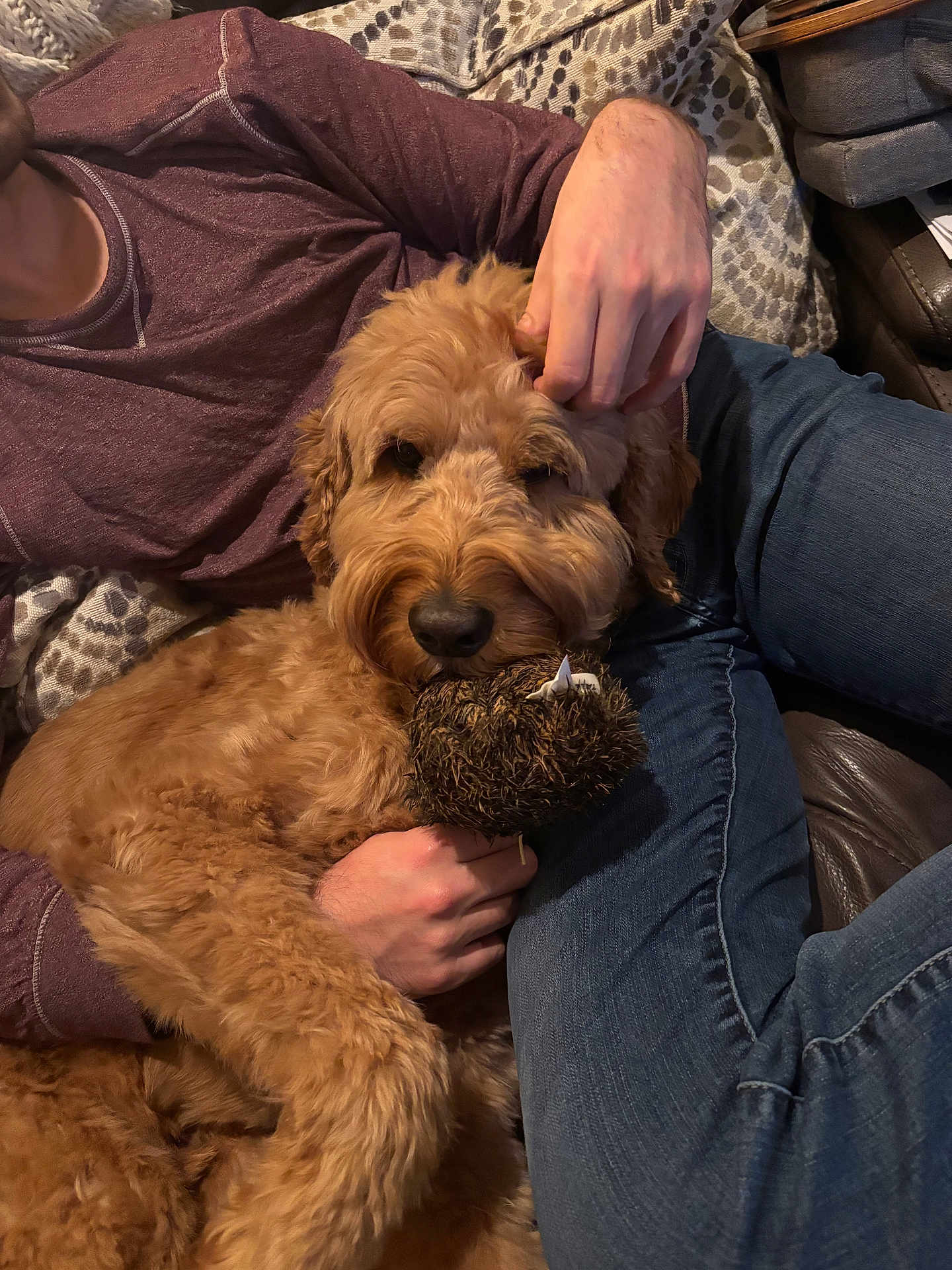 Jax is registered to the contest to win money with this photo: dog, golden_doodle, toy, person, hand, jeans, shirt, couch, blanket, furry, pet, indoor, relaxed, cozy, comfort, brown, casual, holding, animal, snuggling