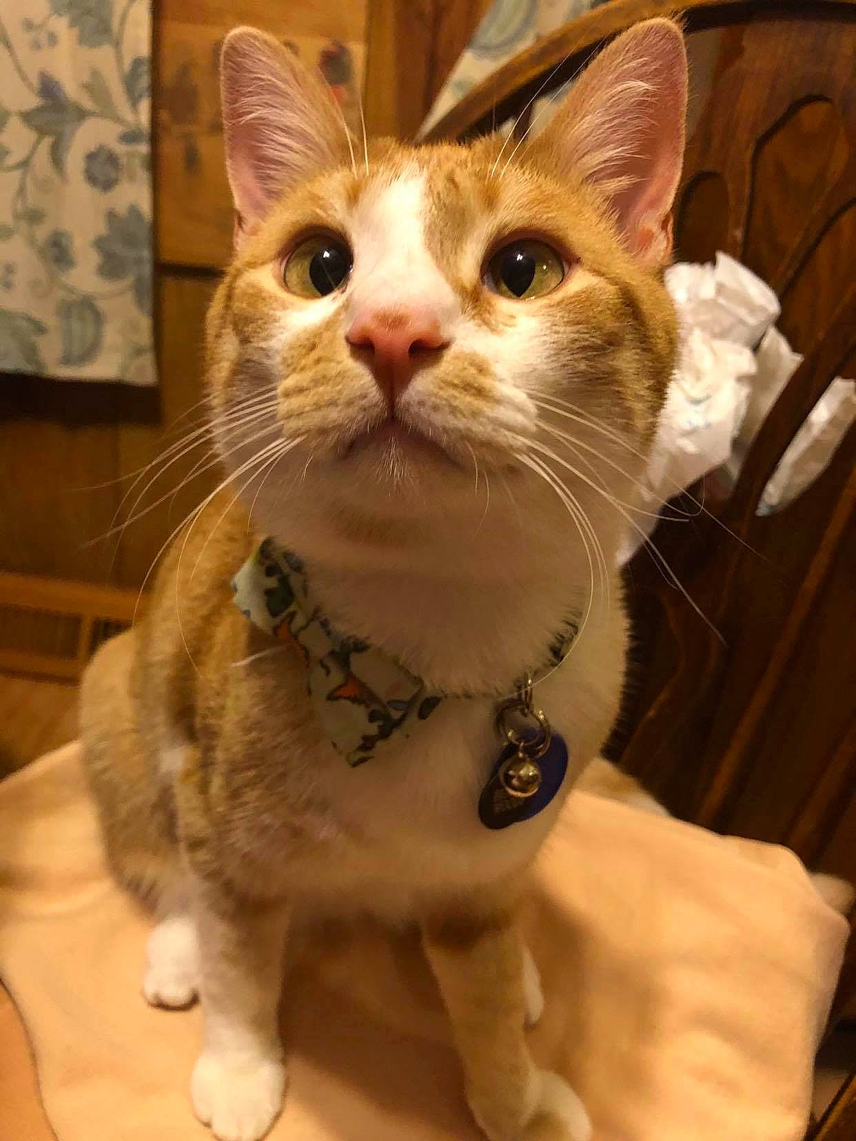 Beaker is registered to the contest to win money with this photo: carnivore, cat, collar, domestic_short_haired_cat, ear, eye, eyelash, fawn, felidae, fur, paw, small_to_medium_sized_cats, snout, tail, whiskers, window