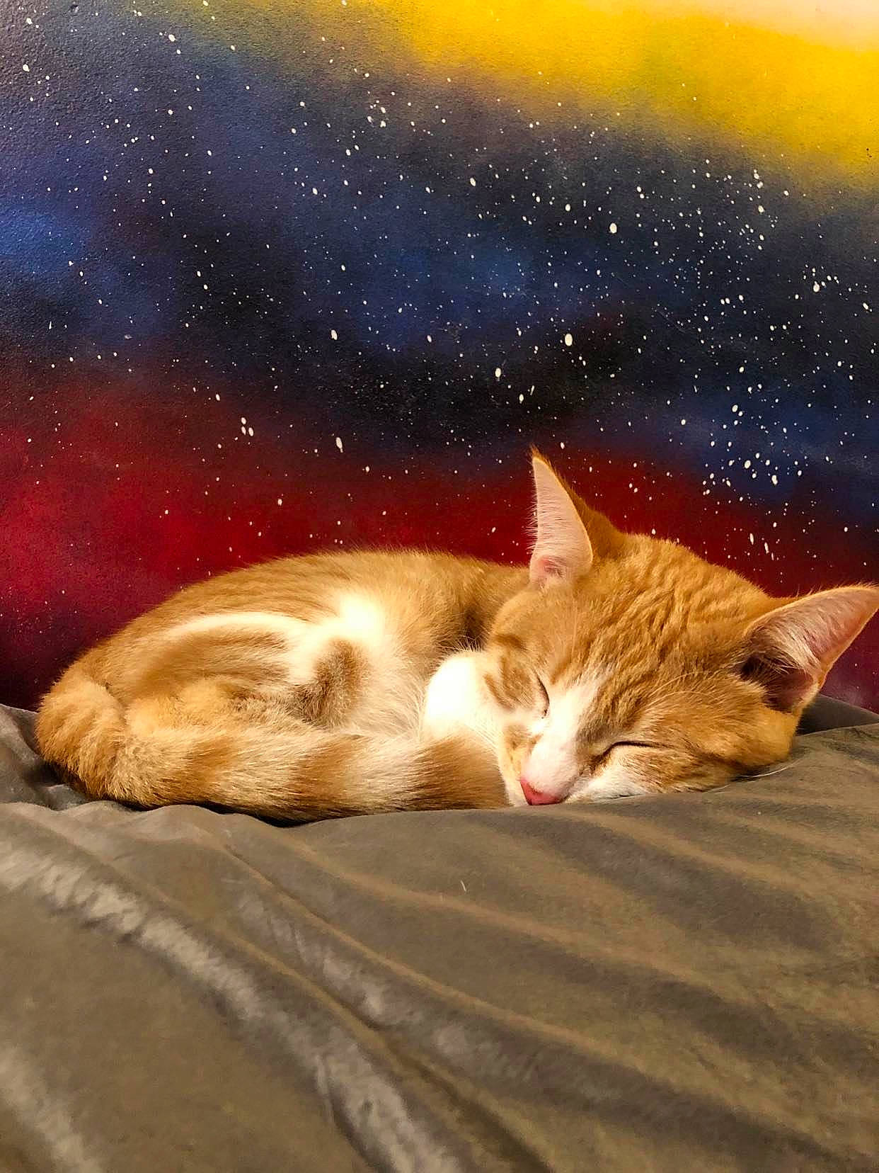 Beaker is registered to the contest to win money with this photo: art, carnivore, cat, comfort, domestic_short_haired_cat, fawn, felidae, fur, grass, organism, paw, sand, sky, small_to_medium_sized_cats, snout, tail, water, whiskers, wildlife, wood