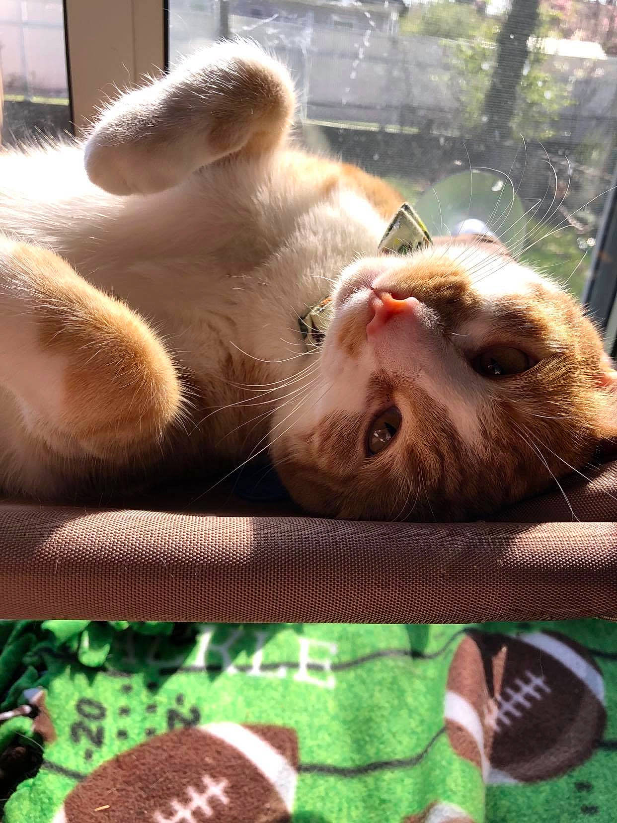 Beaker is registered to the contest to win money with this photo: carnivore, cat, close_up, comfort, domestic_short_haired_cat, fawn, felidae, fur, grass, green, light, mammal, nose, paw, small_to_medium_sized_cats, snout, tail, textile, vertebrate, whiskers