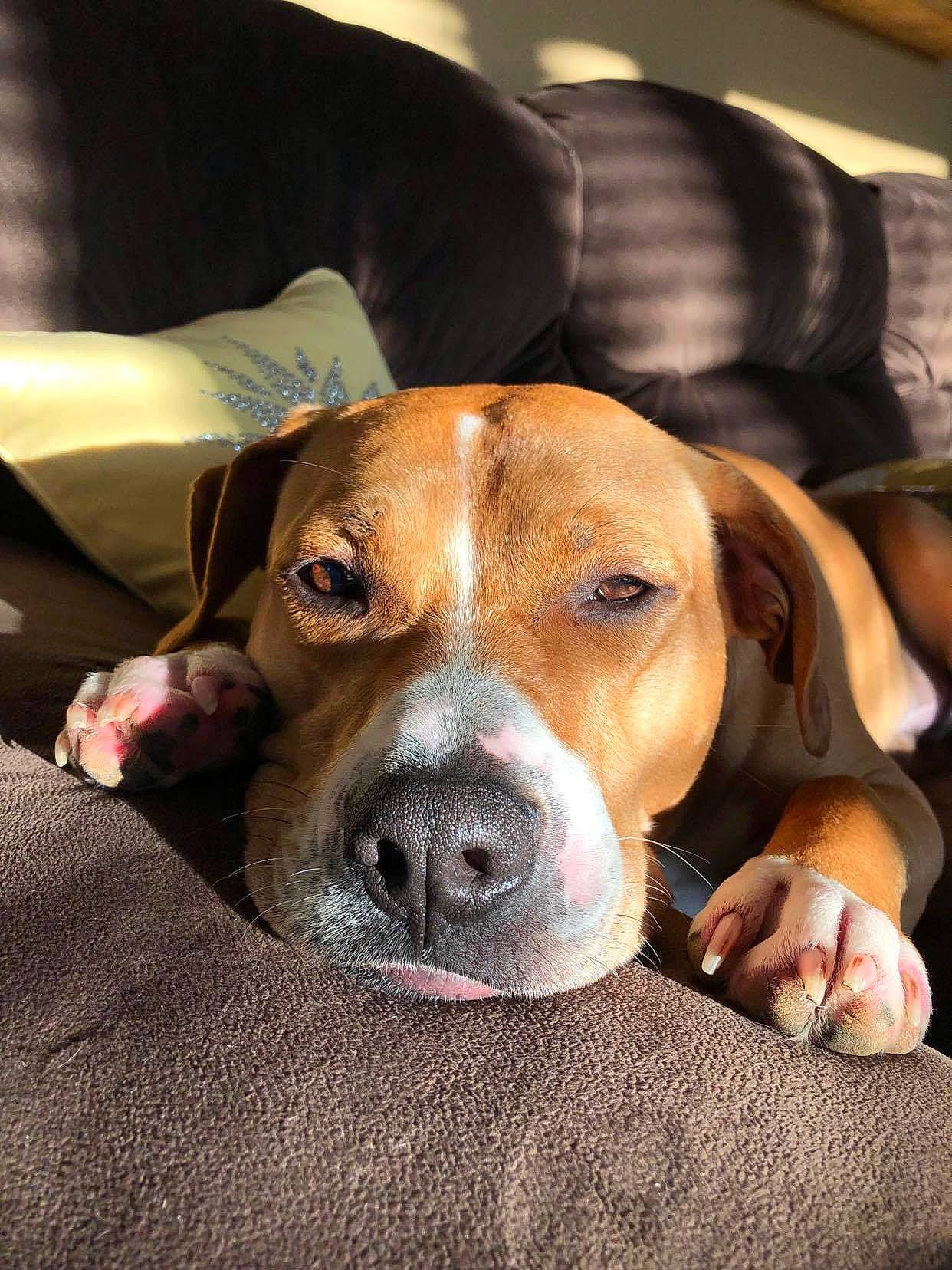 Woodley joined the competition — help win amazing prizes! ball, beagle, beagle_harrier, canidae, carnivore, comfort, companion_dog, dog, dog_breed, fawn, finnish_hound, fur, hound, non_sporting_group, puppy_love, scent_hound, snout, sporting_group, whiskers, working_animal