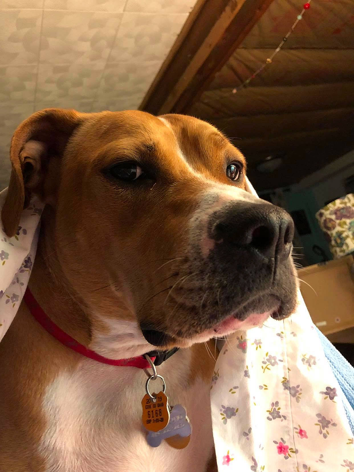 Woodley joined the competition — help win amazing prizes! canidae, carnivore, collar, companion_dog, dog, dog_breed, dog_collar, dog_supply, ear, fawn, fur, houseplant, liver, pet_supply, snout, sporting_group, whiskers, wood, working_animal, working_dog