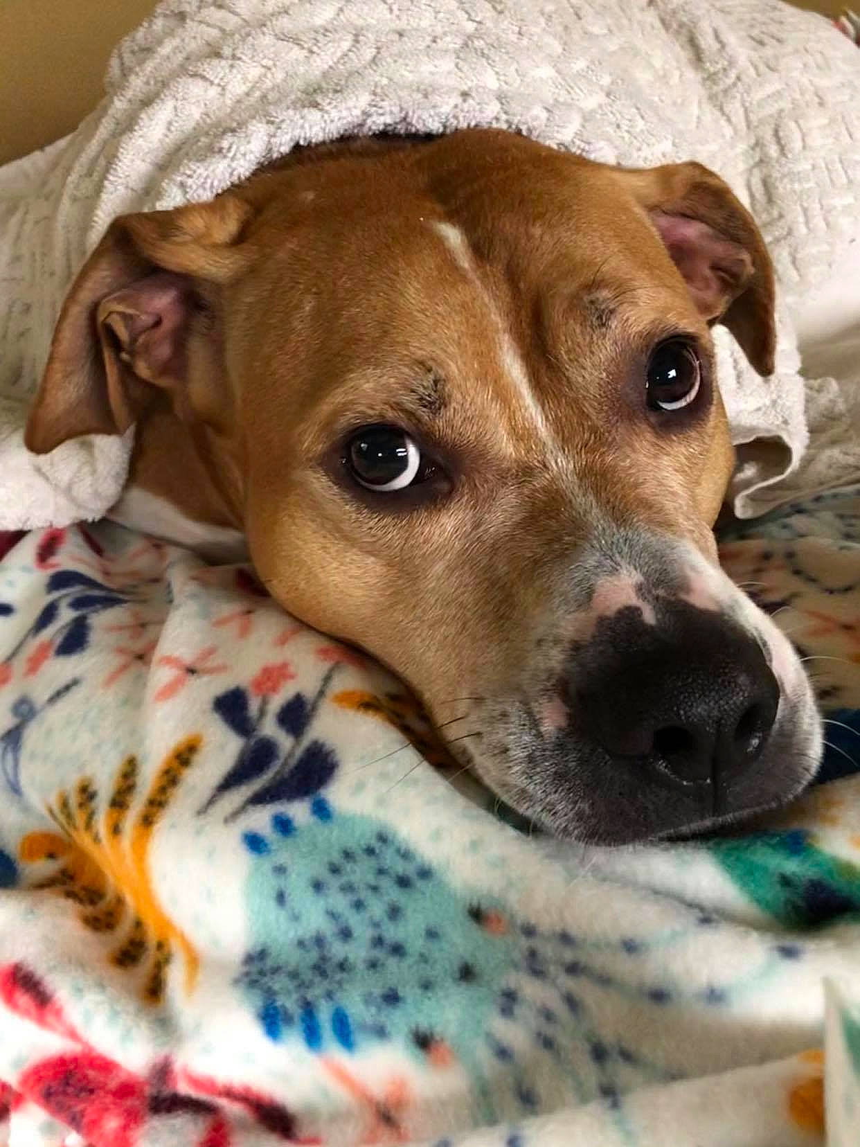 Woodley is registered to the contest to win money with this photo: canidae, carnivore, collar, comfort, companion_dog, dog, dog_breed, dog_collar, ear, fawn, fur, hat, linens, pattern, snout, sporting_group, street_dog, terrestrial_animal, whiskers, working_animal