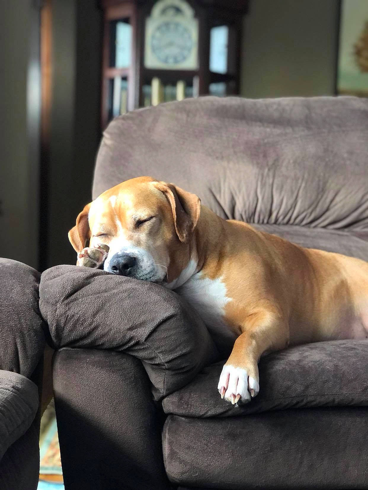 Woodley joined the competition — help win amazing prizes! bored, canidae, carnivore, chair, comfort, companion_dog, couch, dog, dog_breed, fawn, fur, hardwood, scent_hound, sitting, snout, sporting_group, tail, whiskers, wood, working_animal