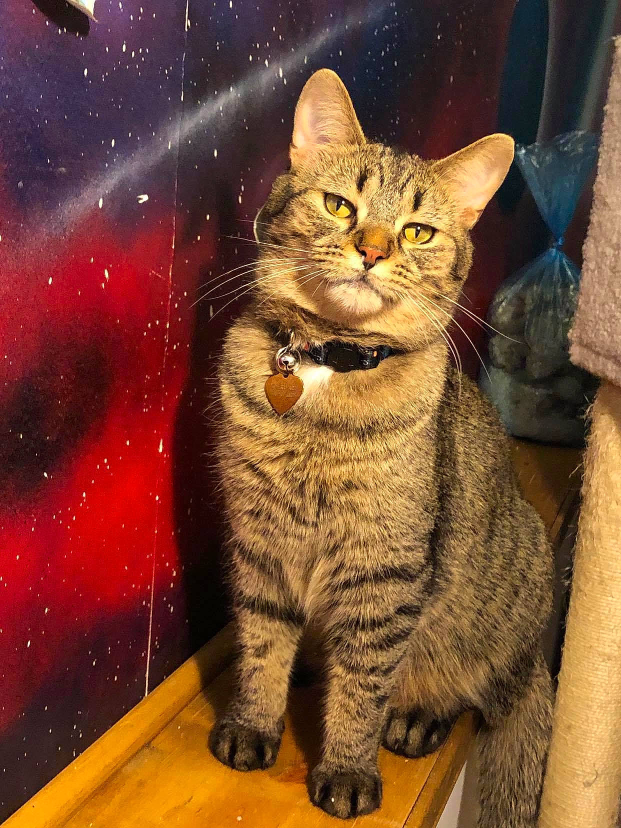 Biscuit is registered to the contest to win money with this photo: art, carnivore, cat, domestic_short_haired_cat, felidae, fur, graphics, illustration, paw, photo_caption, rectangle, small_to_medium_sized_cats, snout, tail, terrestrial_animal, visual_arts, whiskers, wildlife