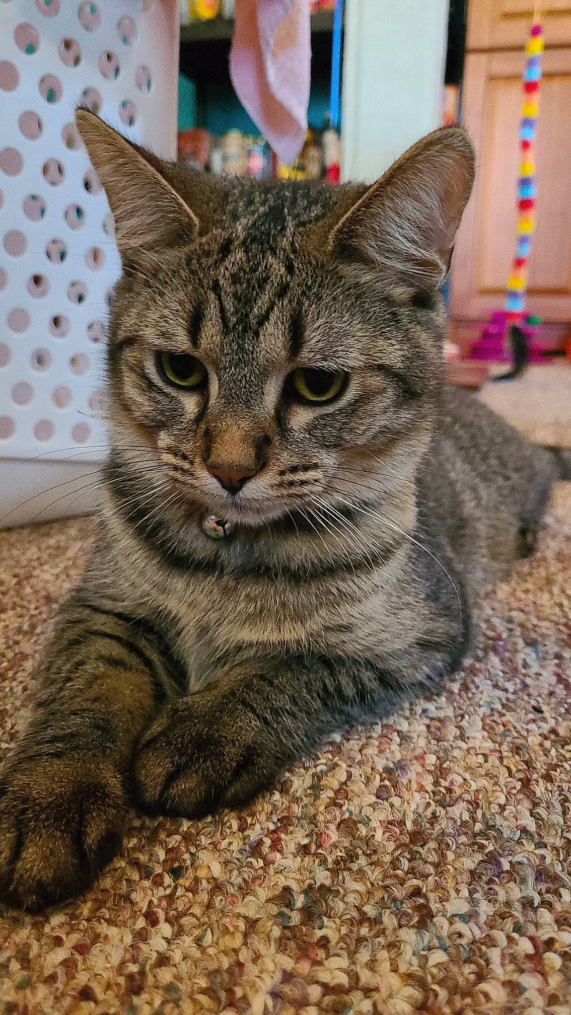 Biscuit is registered to the contest to win money with this photo: carnivore, cat, claw, domestic_short_haired_cat, felidae, flooring, fur, paw, sitting, small_to_medium_sized_cats, snout, tail, terrestrial_animal, tree, whiskers, wildlife, window