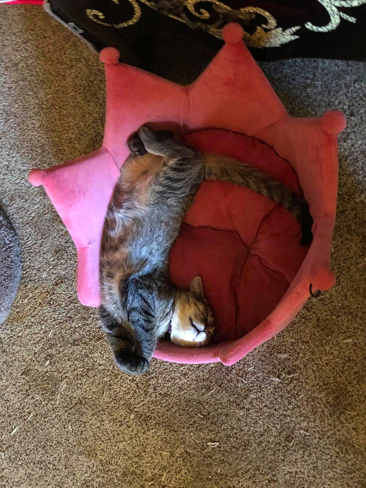 Biscuit joined the competition — help win amazing prizes! canidae, carnivore, cat, cat_supply, claw, comfort, companion_dog, dog_breed, domestic_short_haired_cat, fawn, felidae, fur, paw, pet_supply, road_surface, small_to_medium_sized_cats, sporting_group, tail, toy, whiskers