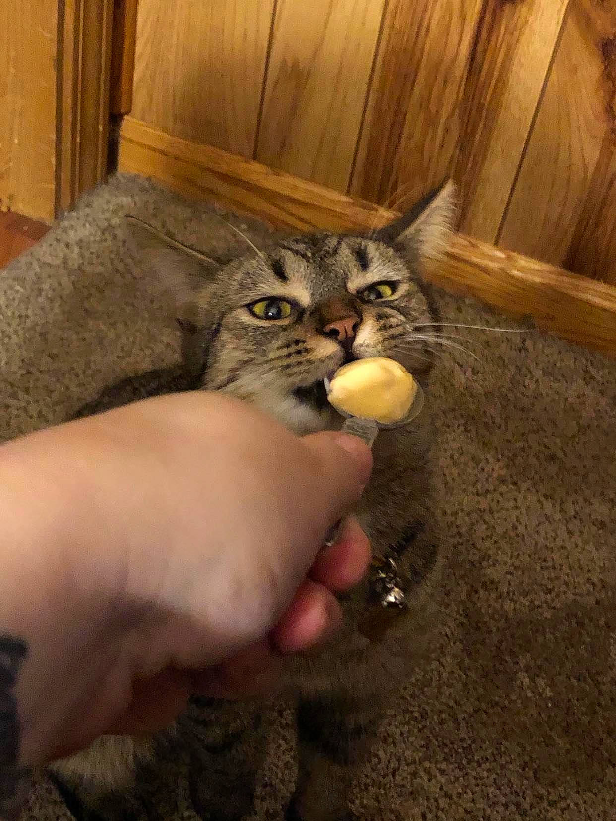 Biscuit joined the competition — help win amazing prizes! carnivore, cat, claw, comfort, domestic_short_haired_cat, felidae, fur, gesture, hand, hardwood, nail, paw, small_to_medium_sized_cats, snout, soil, terrestrial_animal, thumb, whiskers, wood