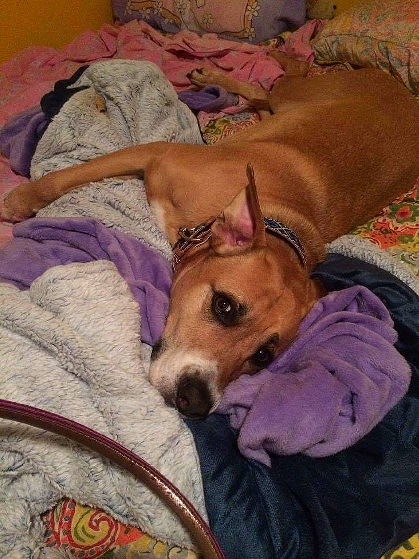 Jersey is registered to the contest to win money with this photo: bed, bedding, canidae, carnivore, comfort, companion_dog, couch, dog, dog_breed, dog_supply, duvet, fawn, linens, nap, pillow, sighthound, terrier, throw_pillow, toy_dog, working_animal