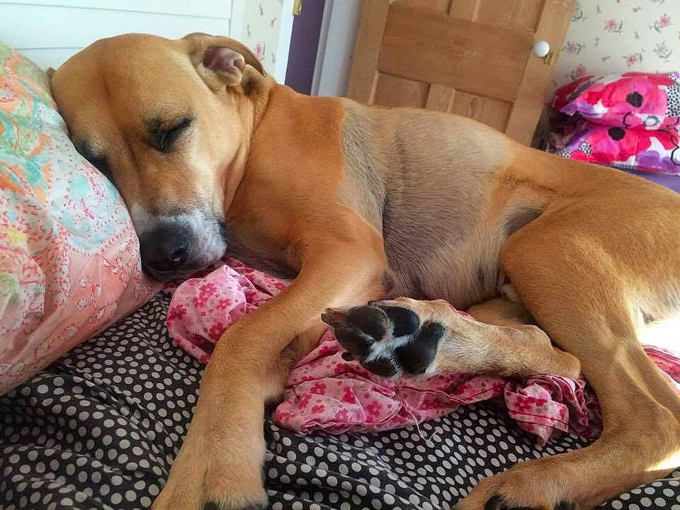 Jersey joined the competition — help win amazing prizes! bored, canidae, carnivore, comfort, companion_dog, dog, dog_breed, dog_supply, fawn, flooring, non_sporting_group, paw, pet_supply, snout, sporting_group, working_animal