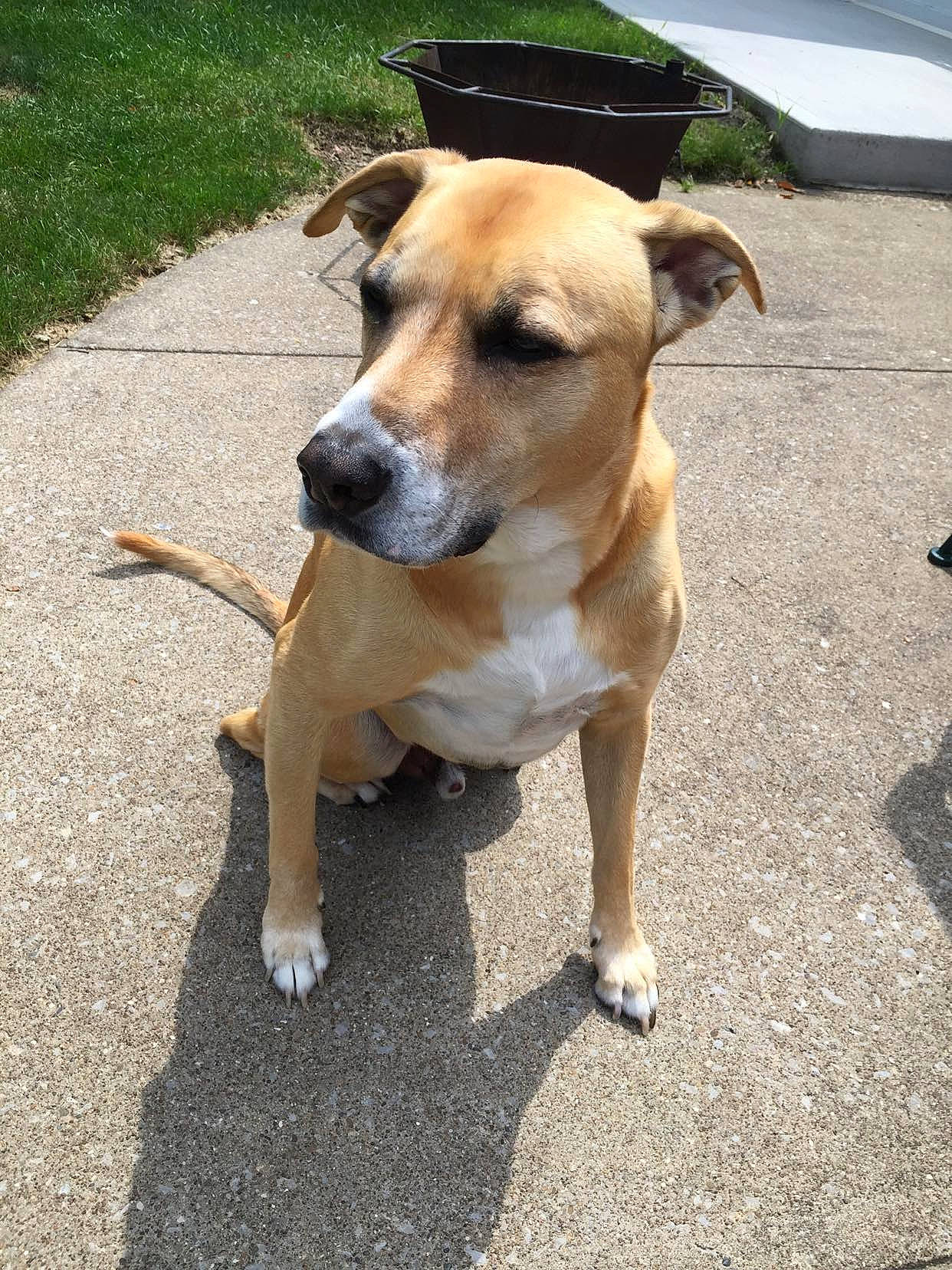 Jersey is registered to the contest to win money with this photo: asphalt, carnivore, collar, companion_dog, dog, dog_breed, dog_collar, dog_supply, fawn, leash, paw, pet_supply, road_surface, sidewalk, snout, sporting_group, street_dog, tail, whiskers, working_animal