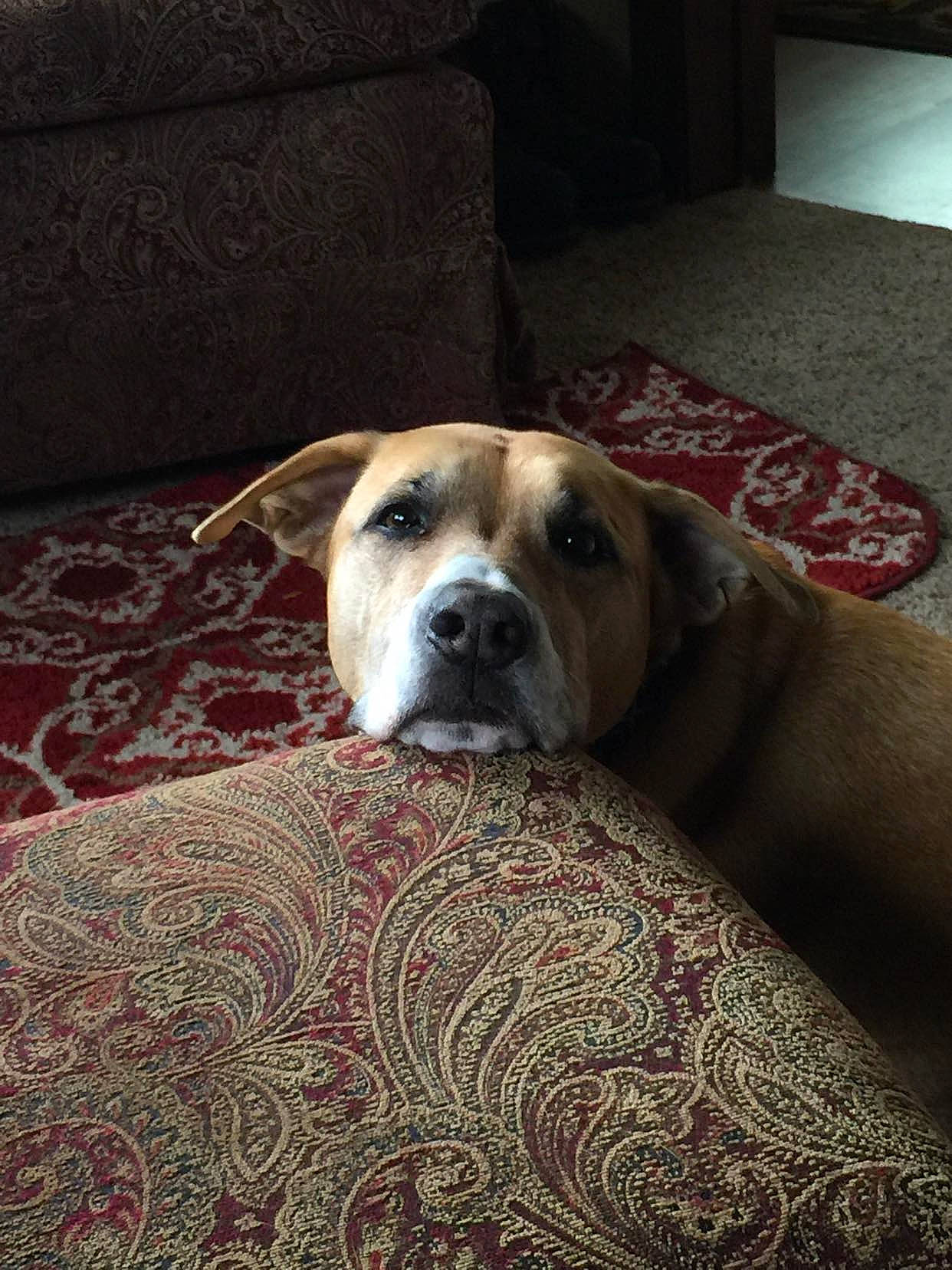 Jersey joined the competition — help win amazing prizes! bored, carnivore, comfort, companion_dog, dog, dog_breed, dog_supply, fawn, floor, flooring, hardwood, linens, pet_supply, puppy, snout, sporting_group, terrestrial_animal, whiskers, wood, working_animal