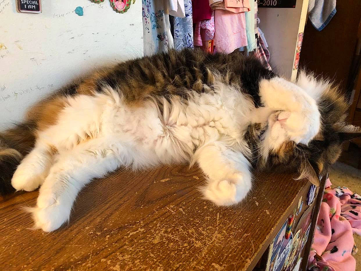 Penelope joined the competition — help win amazing prizes! canidae, carnivore, cat, claw, comfort, companion_dog, dog_breed, domestic_short_haired_cat, event, felidae, flooring, fur, lap, paw, small_to_medium_sized_cats, snout, tail, terrestrial_animal, whiskers, wood