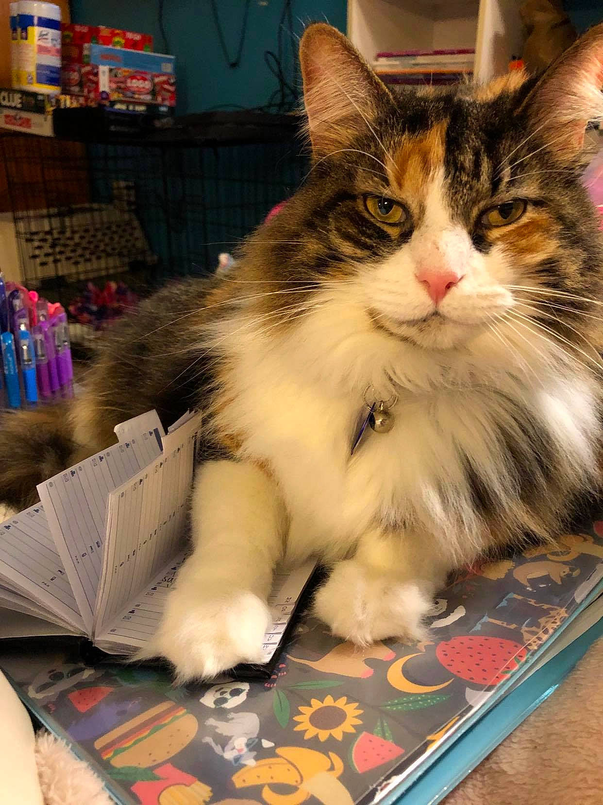 Penelope is registered to the contest to win money with this photo: box, cardboard, carnivore, cat, claw, domestic_short_haired_cat, fawn, felidae, flooring, fur, packaging_and_labeling, paper_product, paw, publication, ragdoll, shipping_box, small_to_medium_sized_cats, snout, terrestrial_animal, whiskers